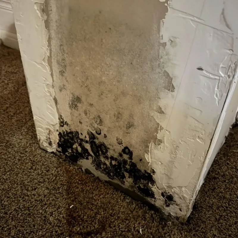 Professional Mold Removal in Holyoke, MA